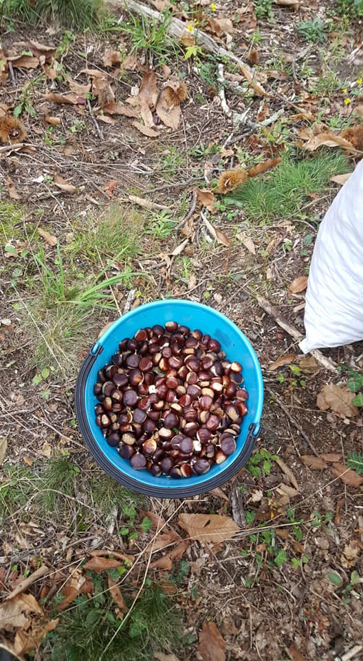 raccolta delle castagne